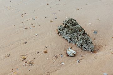 shell on the beach