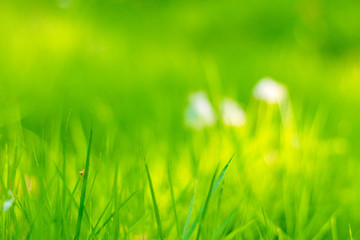 Fototapeta na wymiar Closeup of fresh green grass with selective focus.