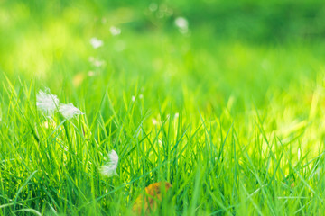 Closeup of fresh green grass with selective focus.