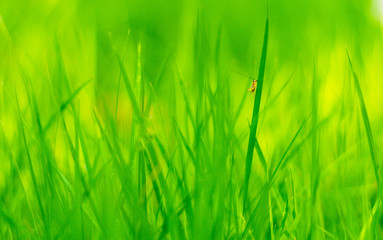Closeup of fresh green grass with selective focus.