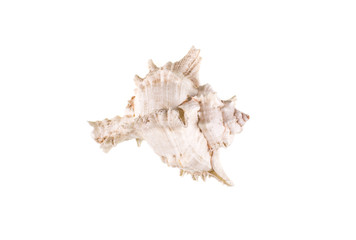 beautiful white sea snail shell on white isolated background