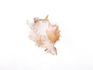 beautiful white sea snail shell on white isolated background