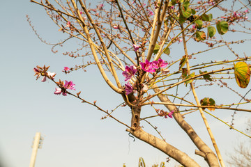 Flowers -Background with the Flowers