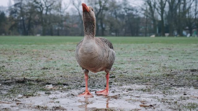 Goose Drinking from Muddy Waters 2