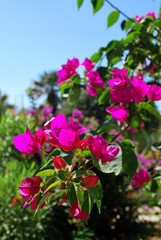 Fototapeta premium Close-up of pink flowers, Kallithea, Rhodes island, Greece