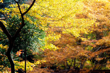 Red maple leaves border at autumn forest with blurred background