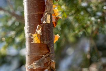 Natural texture bark peeling off tree trunk green defocused background
