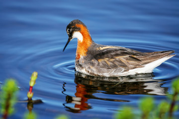 Red-necked phalarope (Phalaropus lobatus). A little colorful bird looks at its reflection in blue water. Wildlife of Chukotka, Siberia, Far East of Russia. Arctic, Extreme North.