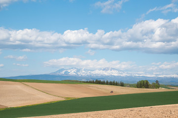 春の畑と残雪の山並み　大雪山