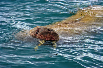 Walrus in the water. Animal head close-up. Wildlife of the Arctic. Extreme North. Providence Bay,...