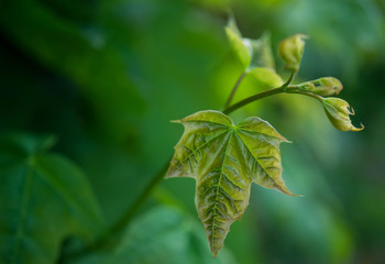 Zielony liść, młody liść, przyroda, tło, spokój, rośnie