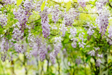 Nice wisteria blossom on Garden background with nice color