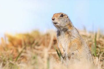 Naklejka na ściany i meble A curious gopher looks out of the grass. Funny cute muzzle. Arctic ground squirrel, also called the Evrazhka. Wildlife of the North. Chukotka, Siberia, Far East of Russia. Summer. Close up.