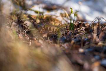 view to two snowdrops on the meadow in forest in spring day