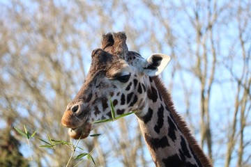 Girafe