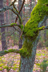 Wood trunk covered with moss in winter season - mixed forest of the Mazovia region of Poland, within the Kampinoski National Park territory.