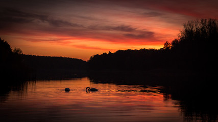 Sonnenuntergang mit Schw&auml;nen