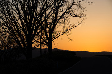 春の夕暮れの空と冬木立　美瑛町