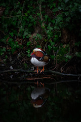 Mandarinente vor Efeu
