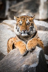 anmutiger tiger