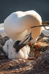 Basst&ouml;lpel beim F&uuml;ttern