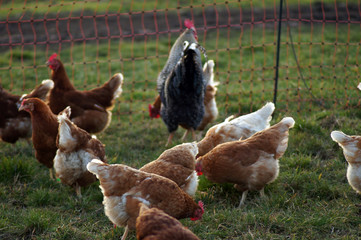 Bauernhof Glückliche Hühner auf der Weide