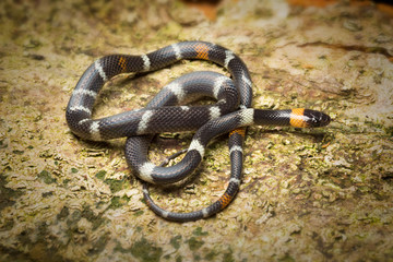 Black headed Calico Snake, Colombia, Oxyrhopus melanogenys a small serpent from the Amazon rain forest in Colombia
