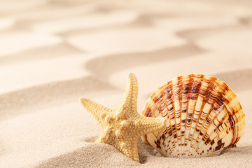 Fototapeta na wymiar sea shell and starfish on rippled sand of tropical beach. Concept for freedom and summer vacation