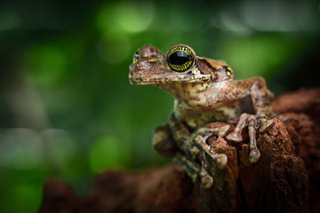tropical tree frog