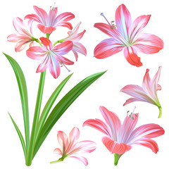 Realistic pink flowers - Hippeastrum or Amaryllis isolated on white background.