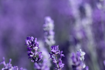 Lavender flower on the field.
