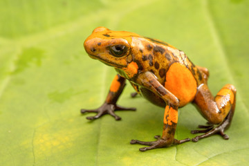 poison dart frog Oophaga histrionica from the tropical rain forest of Colombia. Macro of a poisonous small jungle animal.