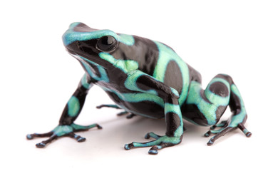 poison dart frog, Dendrobates auratus. A poisonous animal from the tropical rain forest of Panama and Costa Rica isolated on white. - obrazy, fototapety, plakaty
