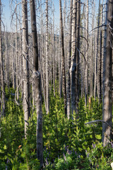 Fototapeta premium Regeneration of pines in stand of trees burned in the B & B Complex fire. Mt Jefferson Wilderness, Oregon.