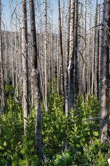Regeneration of pines in stand of trees burned in the B & B Complex fire. Mt Jefferson Wilderness, Oregon.