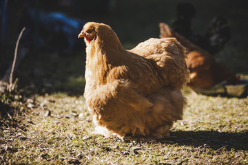 Portrait of a Cute Cochin chicken in the garden