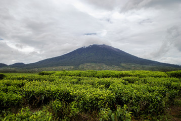 Fototapeta premium Tea plantations around Kerinci Volcano, Sumatra, Indonesia