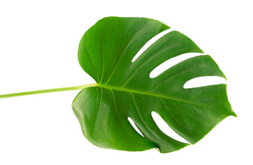 fresh green leaf