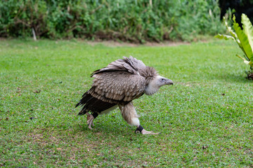 Scavenging vulture running
