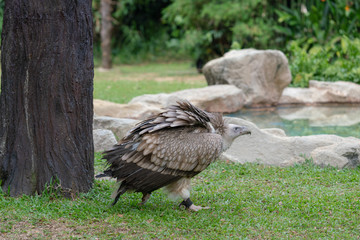 Scavenging vulture