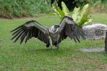 Scavenging vulture widening its wings