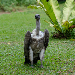 Scavenging vulture