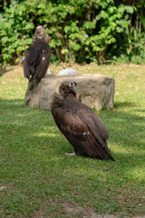 Scavenging vulture