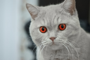 portrait of a cute white cat with brown eyes