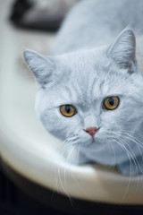portrait of a cute white cat with brown eyes