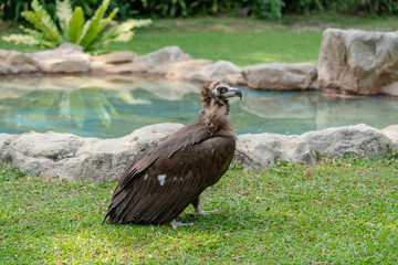 Scavenging vulture - close up