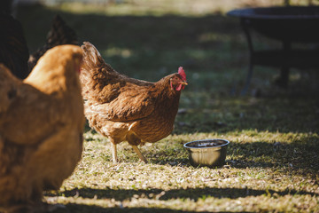 hen and chickens in farm
