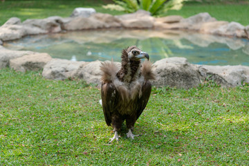 Scavenging vulture - close up