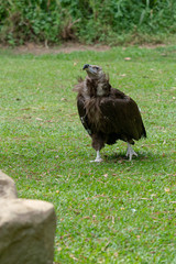 Scavenging vulture