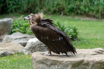 Scavenging vulture - close up